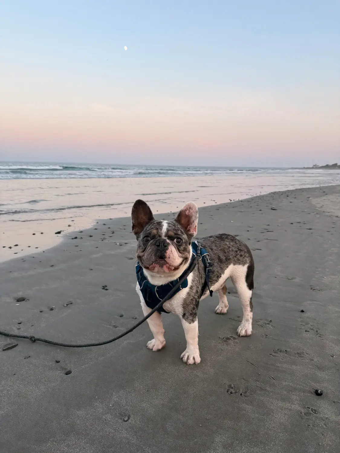 Louie on the beach at sunset