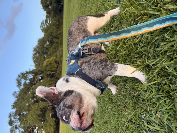 The teal striped leash clipped to Louie's harness, running across the frame