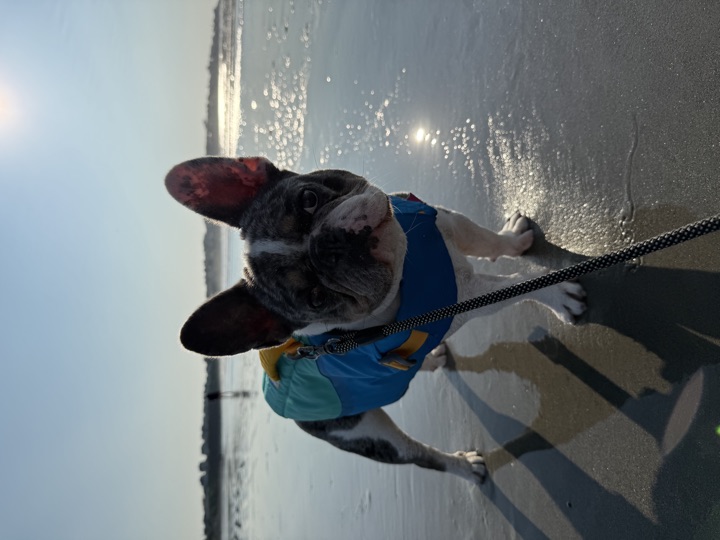 Louie wearing his blue float coat life jacket on the wet sand