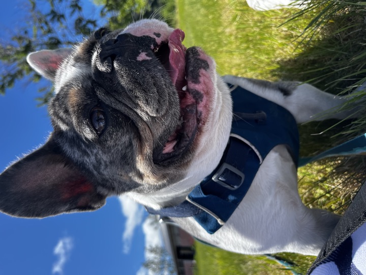 Louie in his navy Ruffwear harness, close up in the grass