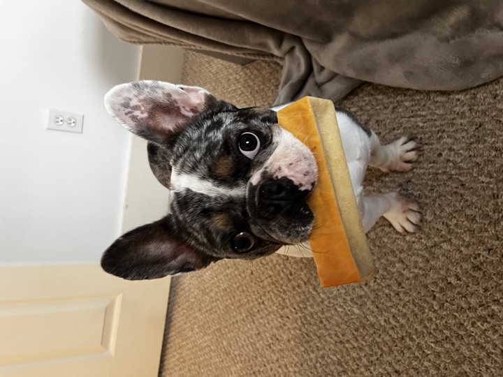 Louie holding a yak cheese chew in his mouth, looking at the camera